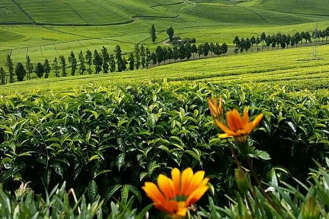 1-Day Lake Kivu Karongi Boat Cruise & Coffee farming with Lunch - A boat ride from Karongi to Amahoro and Napoleon islands