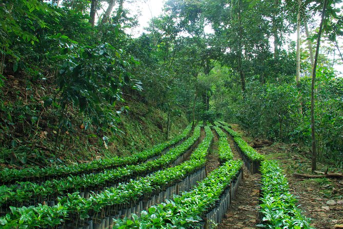 3 Levels of Huatulco the coffee you've been looking for - Guides, driving, and the feel of the day