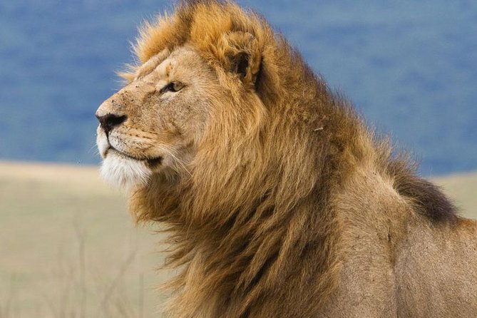 6 Days Serengeti Safari(hiking waterfalls &coffee tour) - Day 3: A full morning in the Serengeti