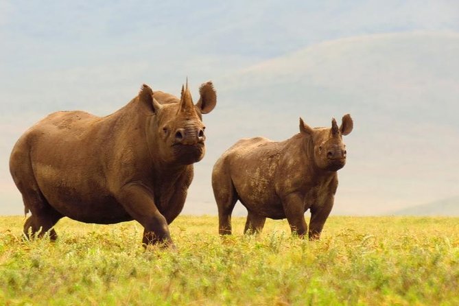 6 Days Serengeti Safari(hiking waterfalls &coffee tour) - Day 4: Descending into Ngorongoro Crater