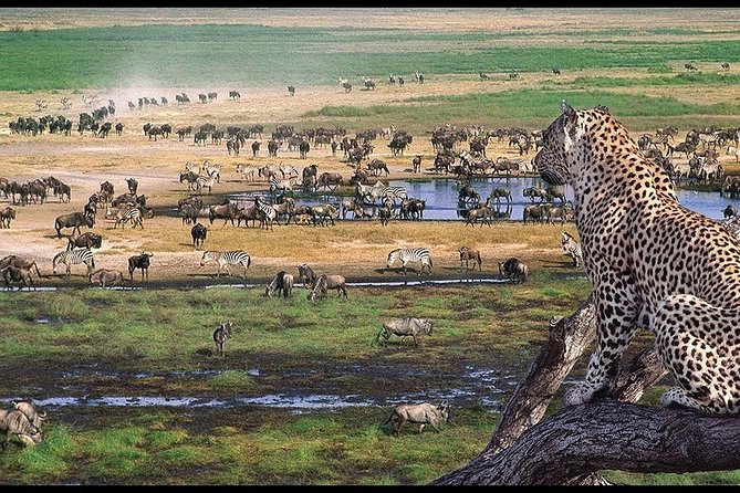 6 Days Serengeti Safari(hiking waterfalls &coffee tour) - Day 5: Lake Manyara’s birds, hippos, and tree-climbing lions