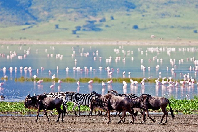 6 Days Serengeti Safari(hiking waterfalls &coffee tour) - What the food, camping, and vehicle setup mean