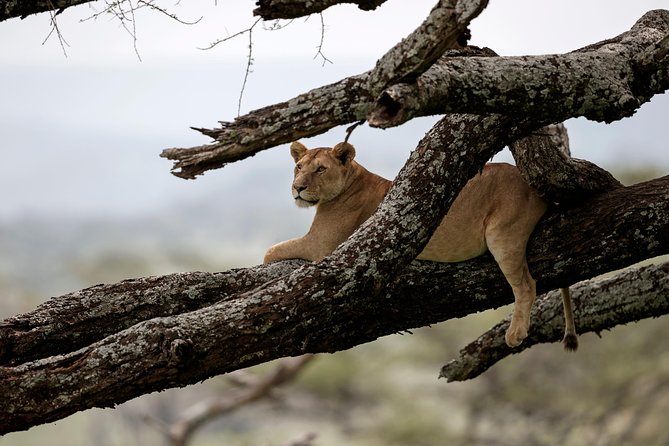 7 Days Tanzania Luxury Safari Experience & Coffee Walking Tour - Day 1: Tarangire’s elephants and baobab country