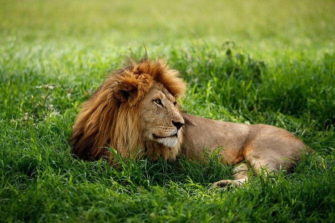 7 Days Tanzania Luxury Safari Experience & Coffee Walking Tour - Days 3 and 4: Give the Serengeti the time it deserves