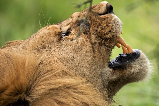 7 Days Tanzania Luxury Safari Experience & Coffee Walking Tour - Day 5: Ngorongoro views and the Karatu coffee walk