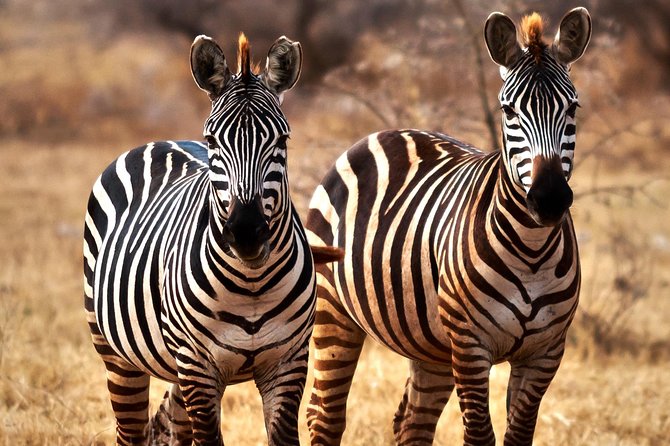 7 Days Tanzania Luxury Safari Experience & Coffee Walking Tour - What the $4,011 price includes