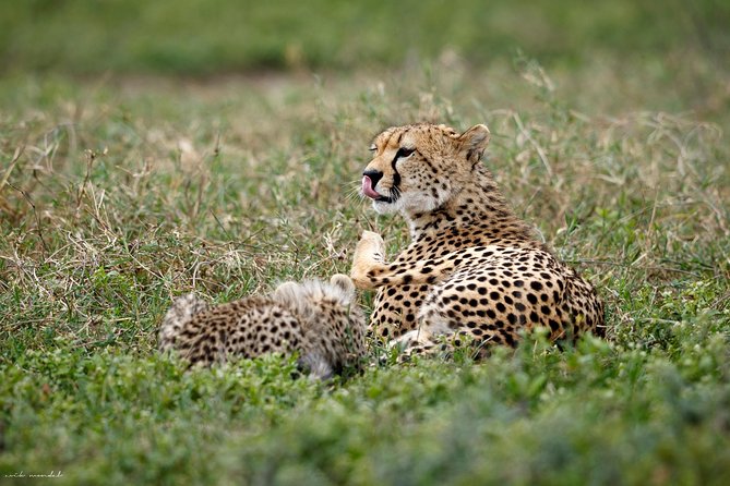 7 Days Tanzania Luxury Safari Experience & Coffee Walking Tour - Day 2: Lake Manyara’s birds, forest, and open plains