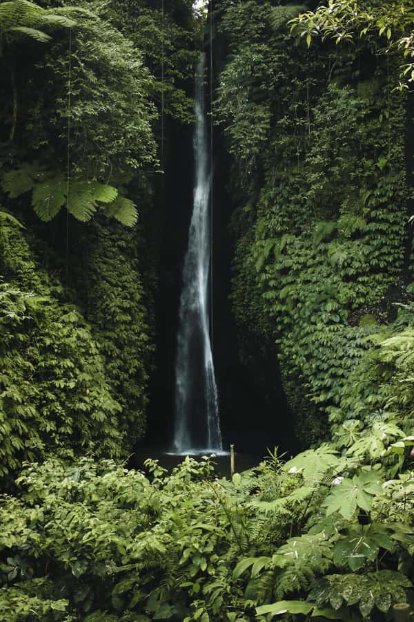 7 Hiden waterfalls and Luwak Coffee Visit - What the village and fruit trees add to the day