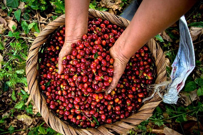 A taste of Aquiares - 2 hours Coffee Tour - Why Aquiares is a better coffee stop than a quick tasting