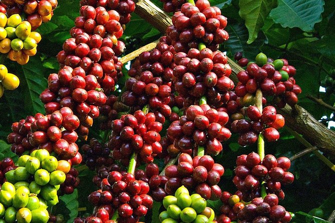 Amazing Coffee full-day tour in Buon Ma Thuot - Daklak - Starting at Eakmat and the Dak Lak plant nursery