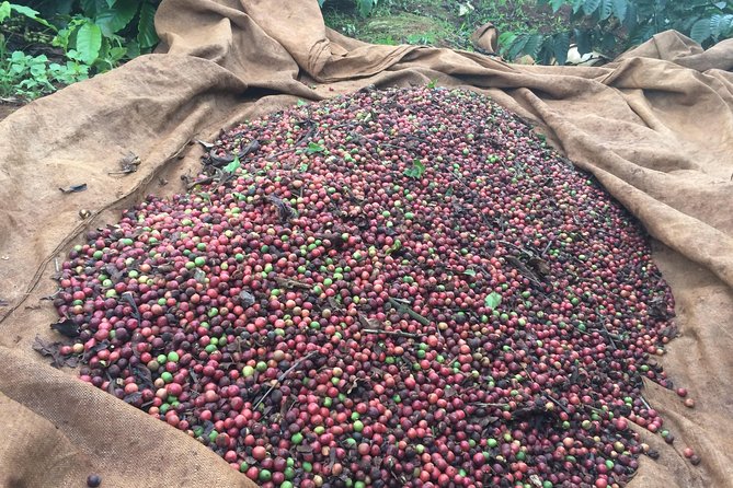Amazing Coffee full-day tour in Buon Ma Thuot - Daklak - Seeing how farmers’ beans reach the factory