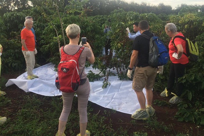 Amazing Coffee full-day tour in Buon Ma Thuot - Daklak - Harvesting with local farmers from October to December