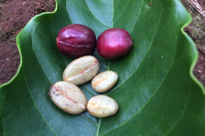 Amazing Coffee full-day tour in Buon Ma Thuot - Daklak - Lunch, transport, and the value of $86