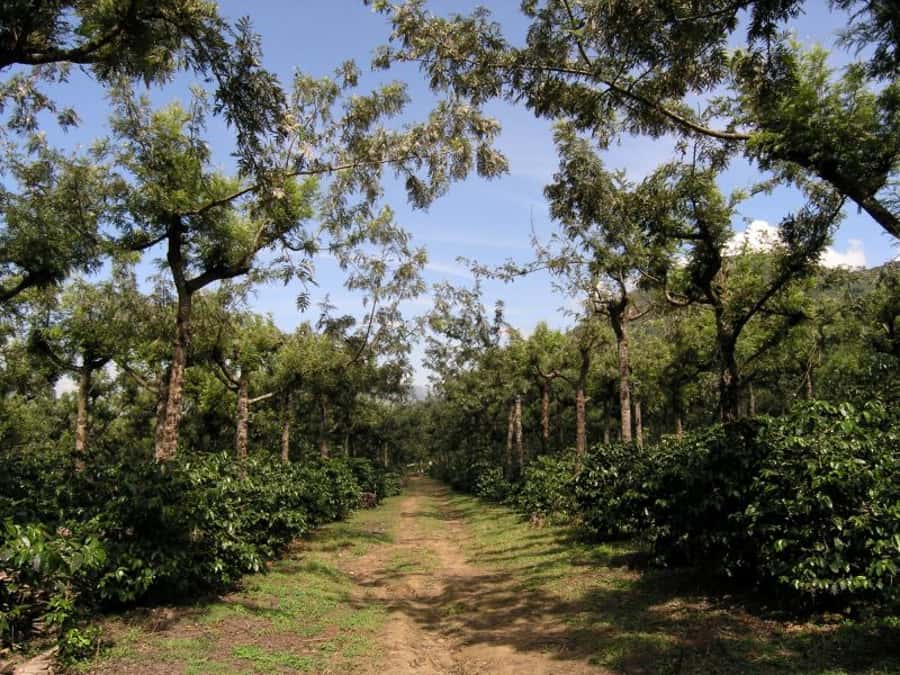 Antigua Sip 'n Cycle Half-Day Bike Ride and Coffee Tour - At Finca Azotea, coffee becomes a process
