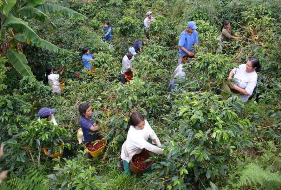 Arusha: Coffee Plantation Tour with Tasting and Hands-On … - Walking among Arusha’s coffee trees