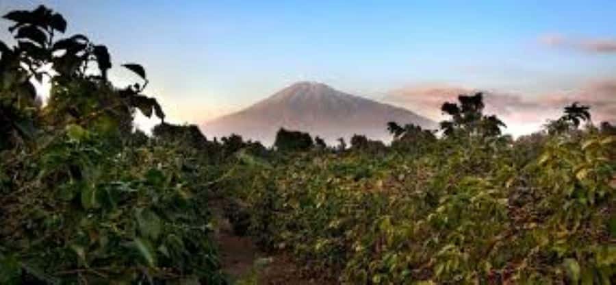 Arusha: Coffee Plantation Tour with Tasting and Hands-On … - Is $60 a fair price?