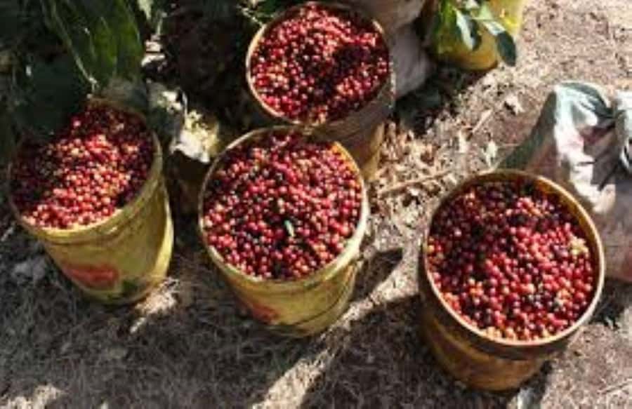 Arusha: Coffee Plantation Tour with Tasting and Hands-On … - Picking, pulping, drying, and roasting