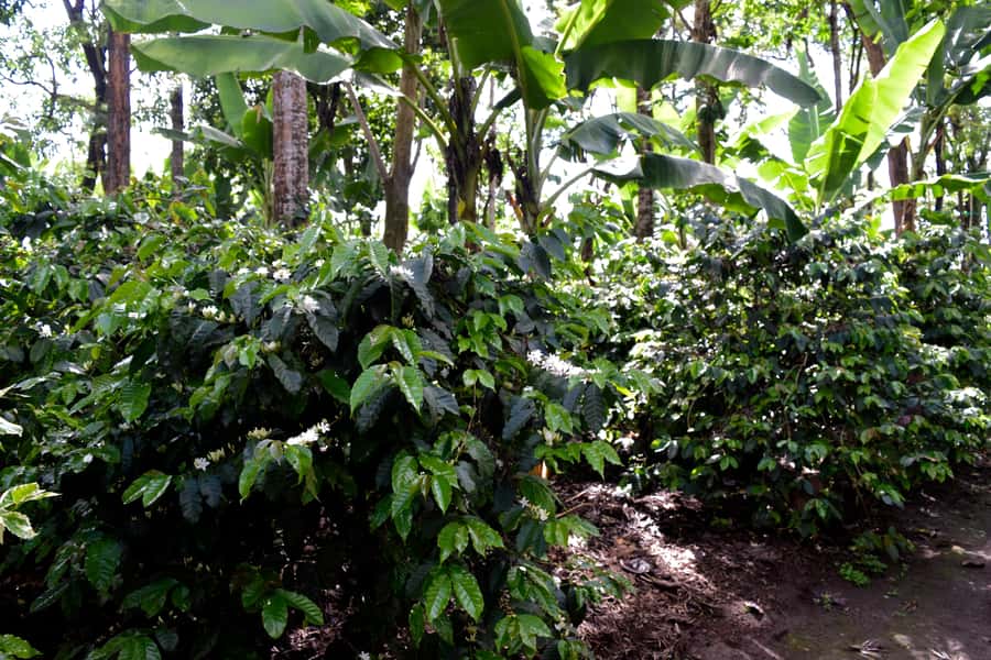 Arusha: Coffee Tour - Why this Arusha coffee tour feels different