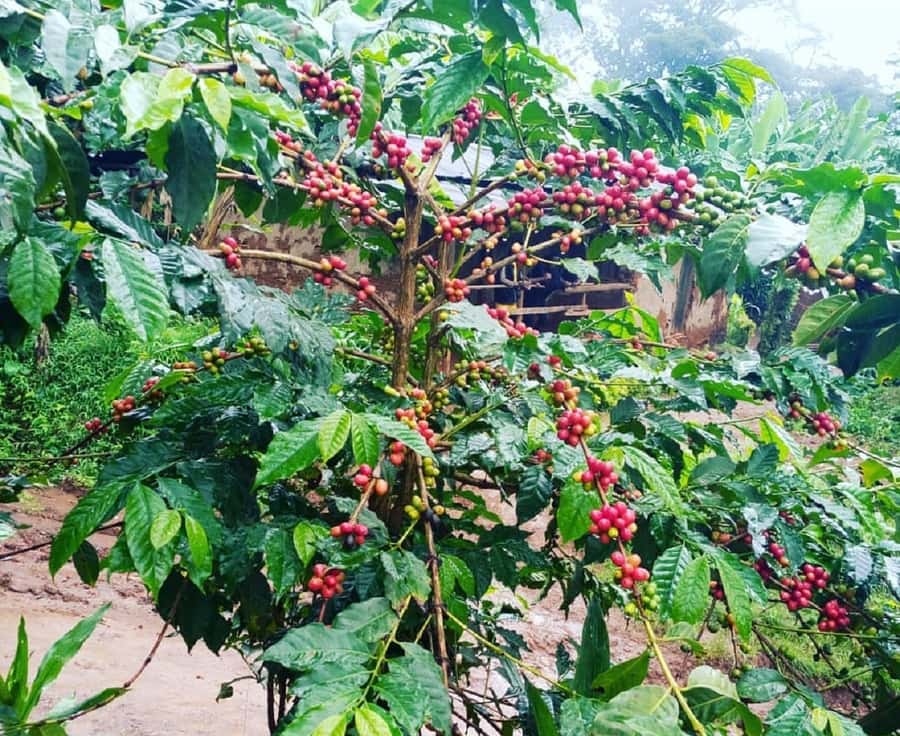 Arusha: Materuni Waterfalls, Coffee, and Hotsprings Tour - What $100 buys you, and where the value comes from