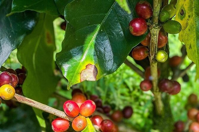 ATV Waterfall & Organic Coffee Farm with Lunch - An organic lunch above Nosara