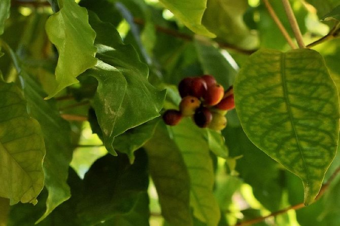 Award Winning Farm Tour: Coffee, Chocolate and Unique Gifts - Coffee and chocolate made on the property