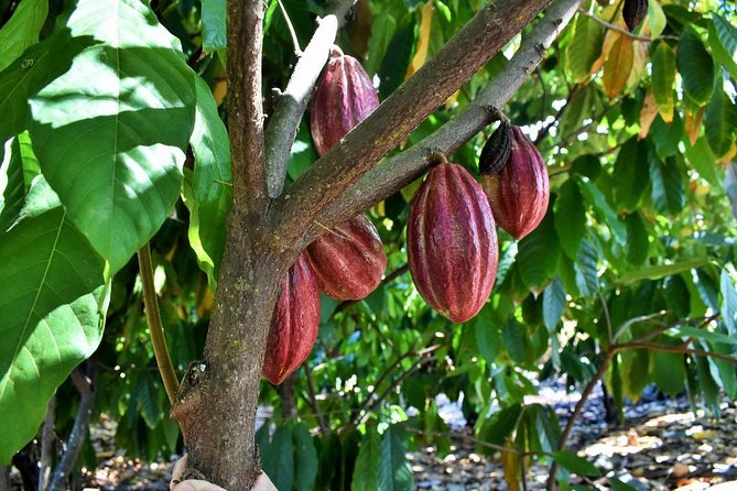 Award Winning Farm Tour: Coffee, Chocolate and Unique Gifts - Is the $50 price fair?