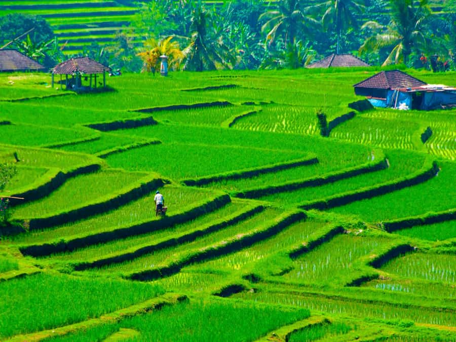 Bali: Jatiluwih Rice Terraces, Sangeh Forest & Coffee Tour - Why Jatiluwih Makes This Five-Hour Tour Worthwhile