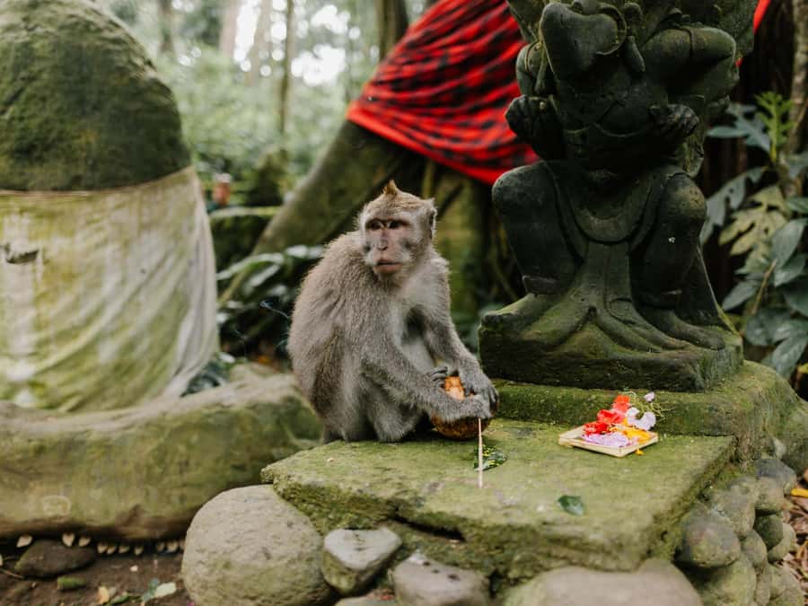 Bali: Jatiluwih Rice Terraces, Sangeh Forest & Coffee Tour - Walking, Clothing, and Comfort