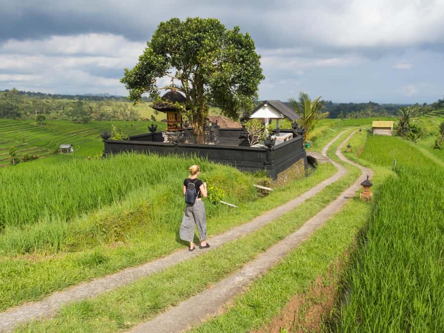 Bali: Jatiluwih Rice Terraces, Sangeh Forest & Coffee Tour - A Coffee Plantation With Time to Taste