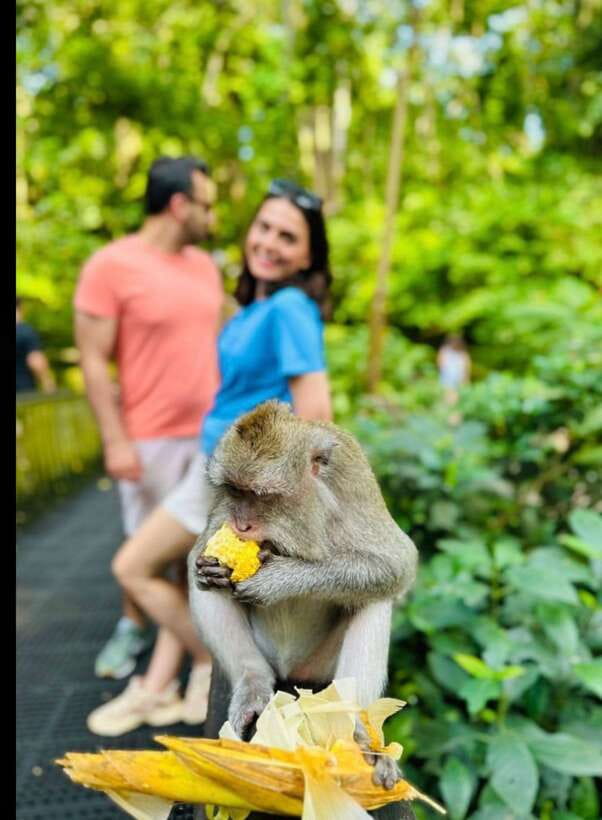 Bali: Ubud Monkey Forest, Coffee Plantation, and Market Tour - Should you book this Ubud tour?