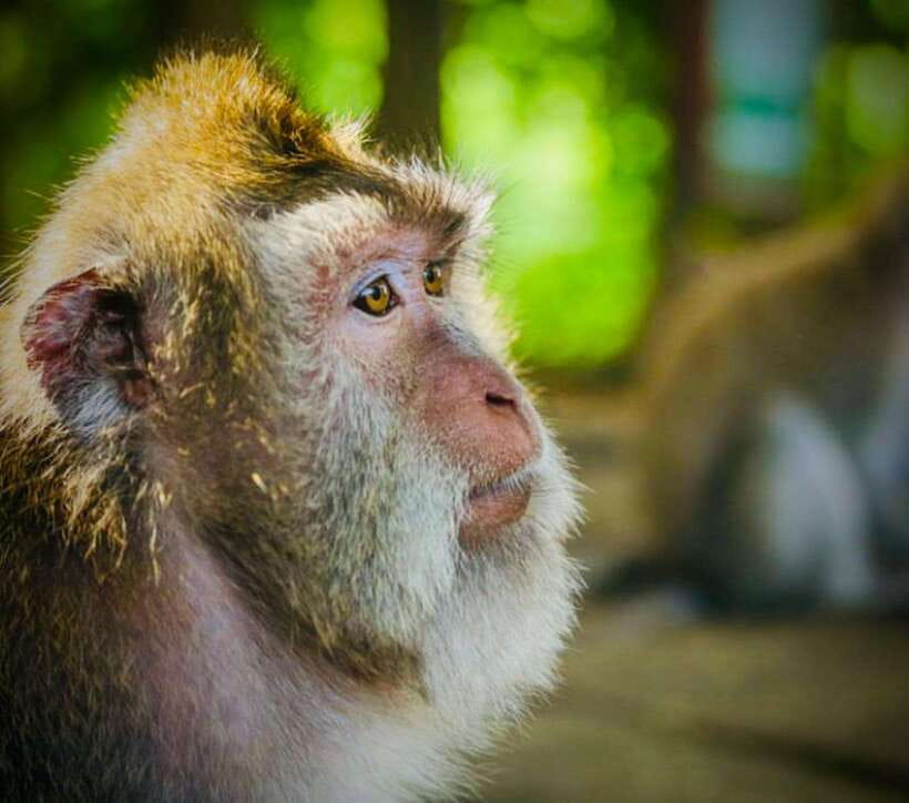 Bali: Ubud Monkey Forest, Coffee Plantation, and Market Tour - Satria plantation and the Balinese coffee break