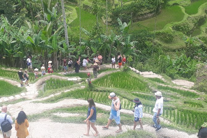 Batur Volcano Sunrise Trekking, Rice Teracce & Bali Coffee Plantation Tour - Mount Batur before dawn, the real reason to book