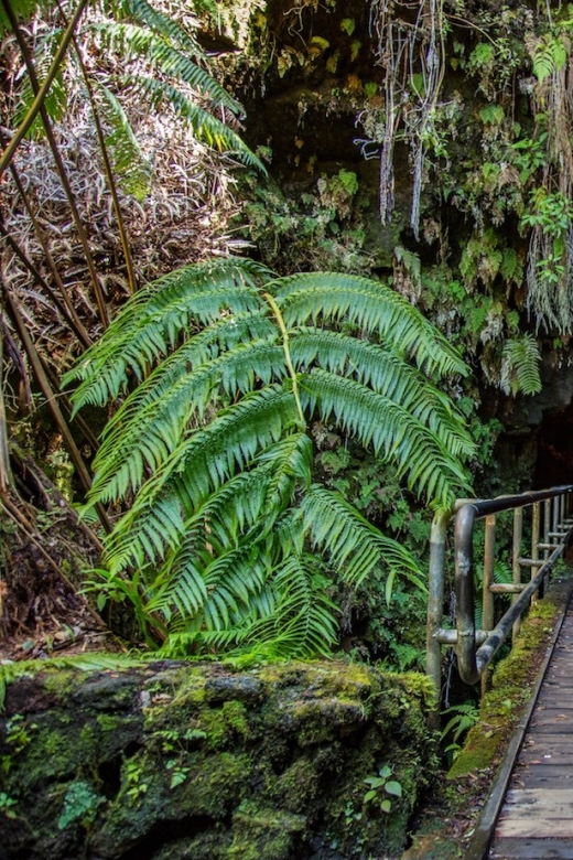 Big Island: Volcanoes, Waterfalls, & Coffee Farm Day-Trip - Hawaii Volcanoes National Park in a compact visit