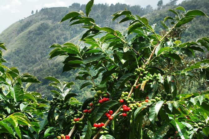 Blue Mountain Coffee and Sightseeing Tour - Key points at a glance