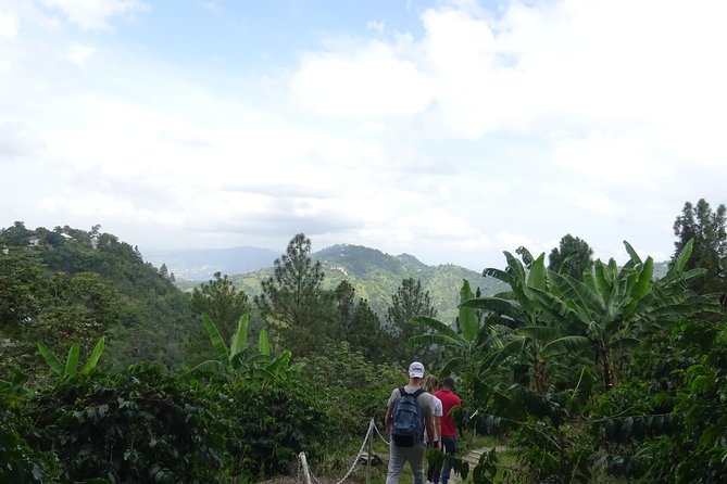 Blue Mountain Coffee and Sightseeing Tour - What the $325 price really covers