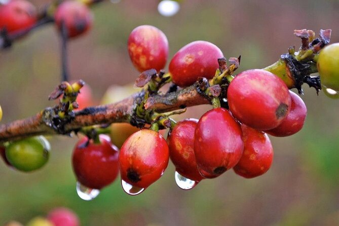 Blue Mountain Coffee, Bob Marley and Art Tour from Montego Bay - What $315 really covers