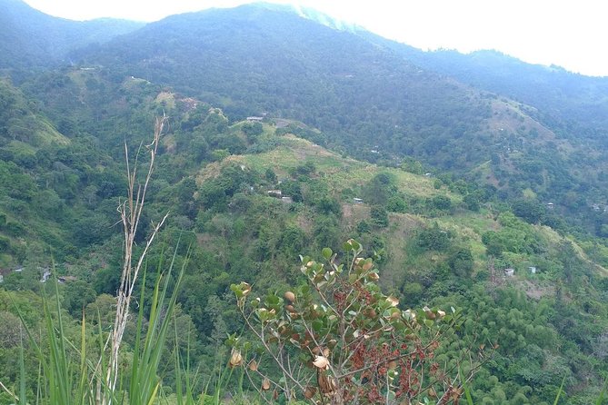 Blue Mountains Coffee Private Tour from Kingston - A coffee lesson that goes beyond the souvenir bag