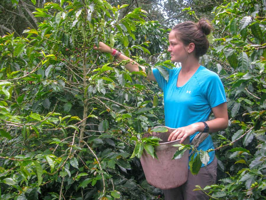 Bogotá: Guided Coffee Tour with Lunch, and Pickup & Drop-Off - From Bogotá to the Coffee Hills Near Fusagasugá