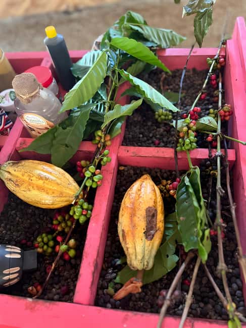 Buggy Tour in Punta Cana: Mamajuana - Coffee - Swimming in Cenote and Macao Beach - A $22 Punta Cana outing with plenty packed in