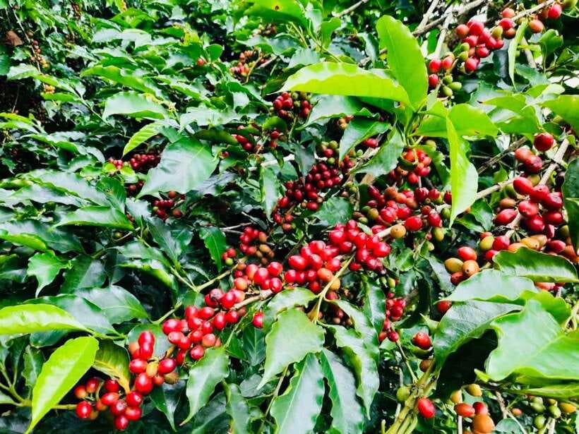 Buon Ma Thuot: Bean to Brew Coffee Farm Tour with Tasting - Key points to know before you book
