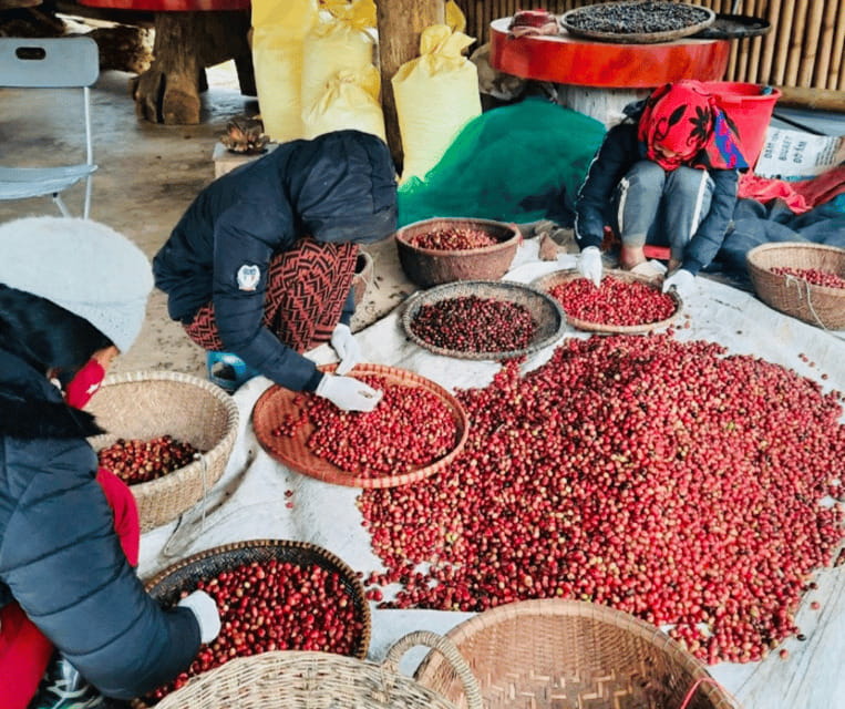 Buon Ma Thuot: Bean to Brew Coffee Farm Tour with Tasting - Following the wet-dry processing method