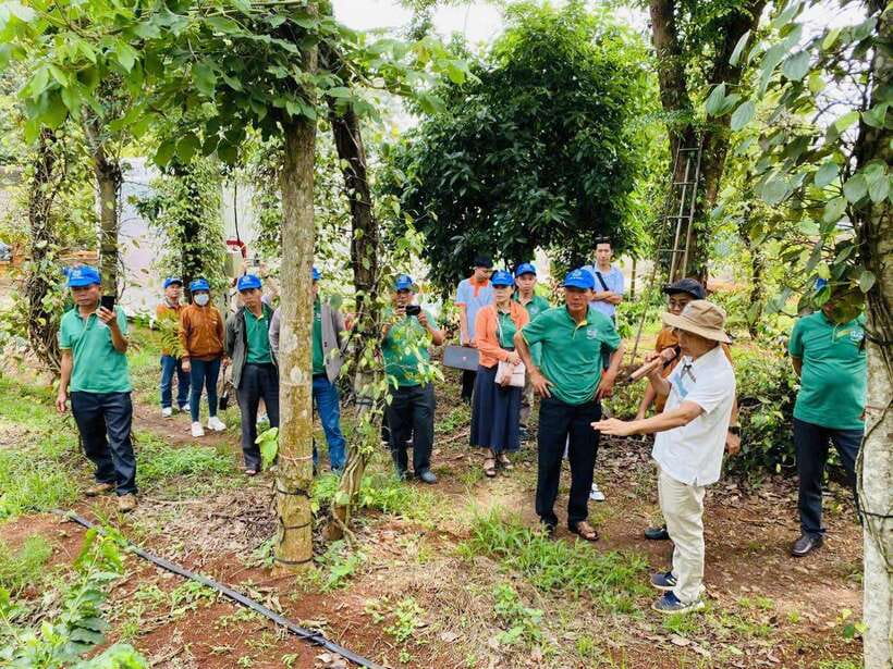 Buon Ma Thuot: Bean to Brew Coffee Farm Tour with Tasting - Timing, directions, and the harvest-season question