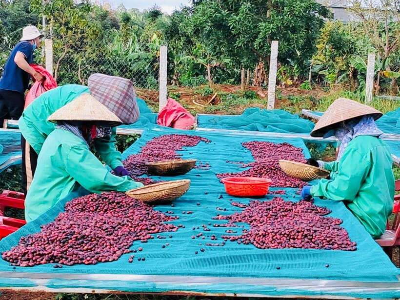 Buon Ma Thuot: Bean to Brew Coffee Farm Tour with Tasting - Who will get the most from this coffee tour