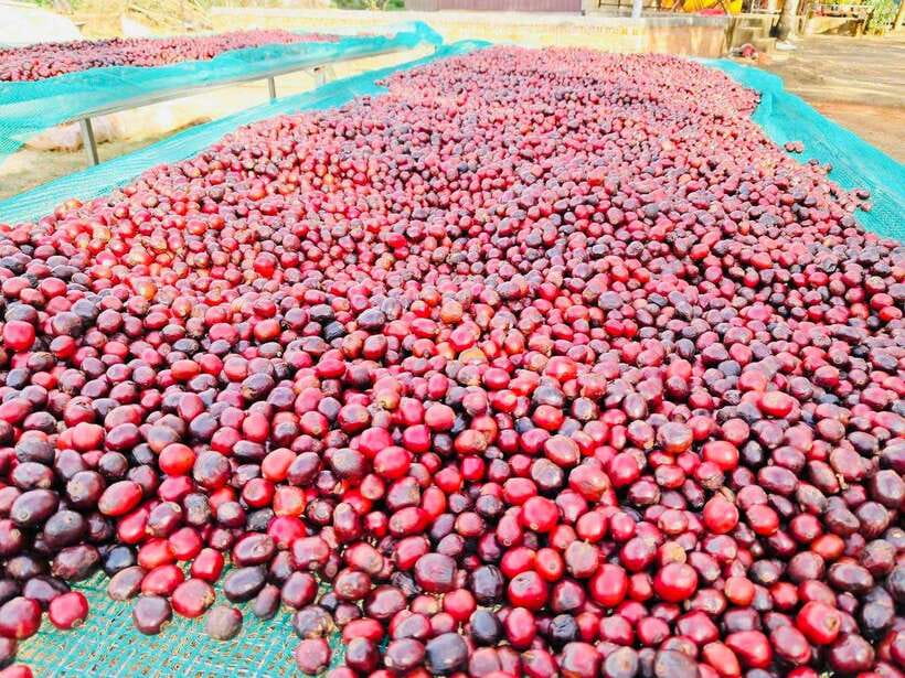 Buon Ma Thuot: Bean to Brew Coffee Farm Tour with Tasting - Should you book the Ea Kao coffee farm visit?