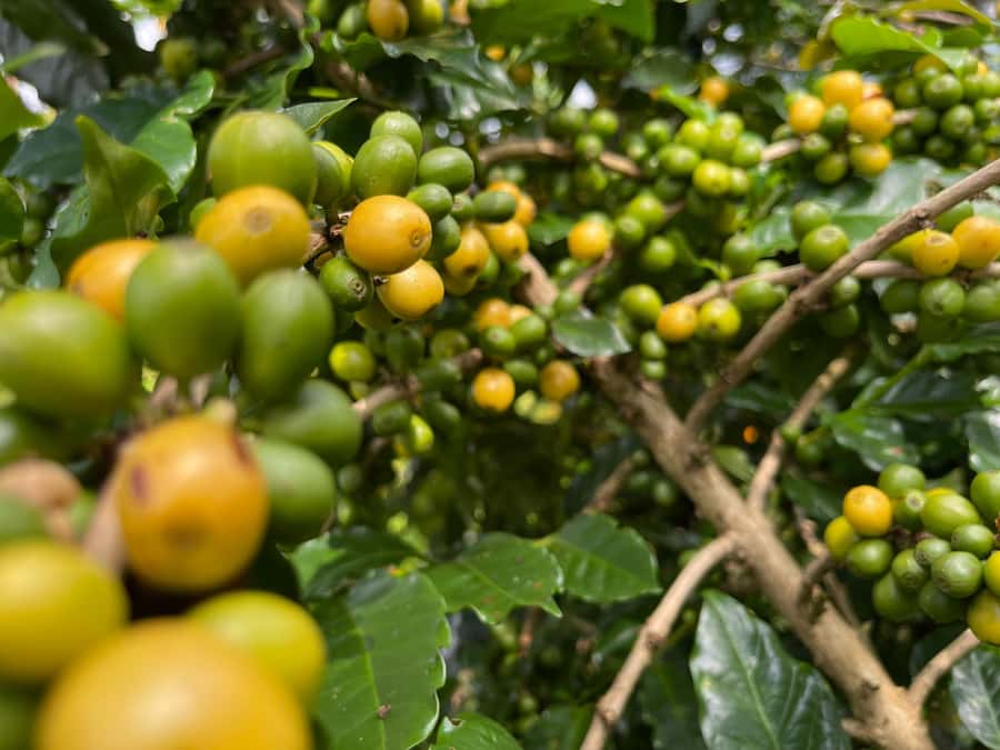 Buon Ma Thuot: Coffee Farm Tour (Bean to Brew) with Pickup - Walking through Arabica and Robusta coffee trees