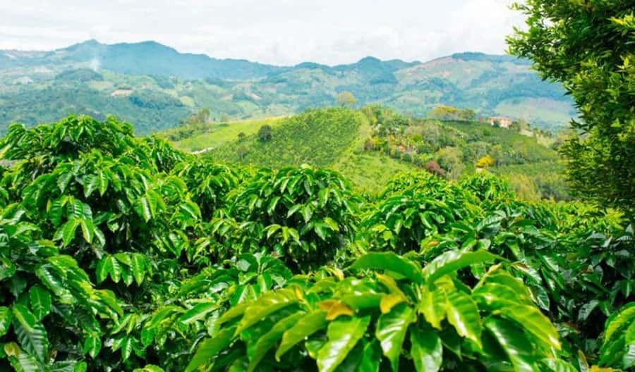 Cacao and Coffee Tour - Key points at a glance