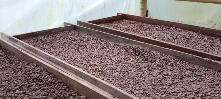 Cacao and Coffee Tour - From Minca church to the coffee trail