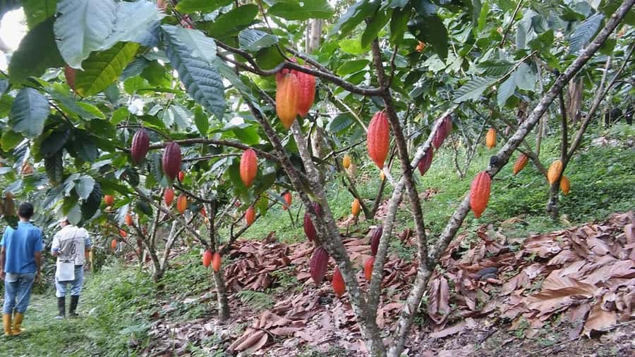 Cacao and Coffee Tour - The optional Colombian lunch on morning departures