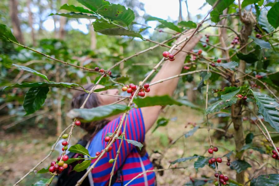 Chiang Mai Coffee Full Day Tour: Trek, Brew & Roast Journey. - From Chiang Mai to the 1,400-meter forest