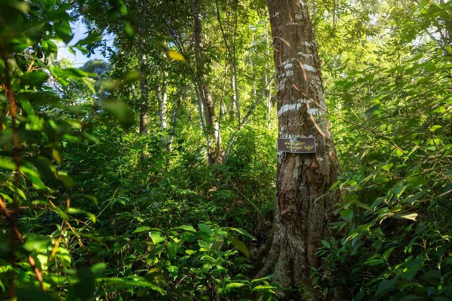 Chiang Mai : Thep Sadet & Coffee Plantation Full Day Hiking - Should you book Thep Sadet and Coffee Plantation Hiking?